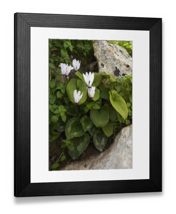 Framed Print : Cyclamen (Cyclamen persicum) in flower, Akamas peninsula, Cyprus, May 2009 Framed Print : Cyclamen (Cyclamen persicum) in flower, Akamas peninsula, Cyprus, May 2009