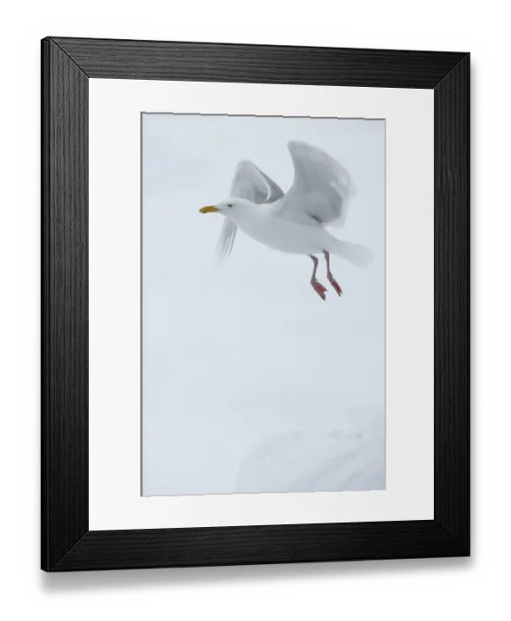 Framed Print : Glaucous gull (Larus hyperboreus) in flight, Moselbukta, Svalbard, Norway, July 2008 Framed Print : Glaucous gull (Larus hyperboreus) in flight, Moselbukta, Svalbard, Norway, July 2008