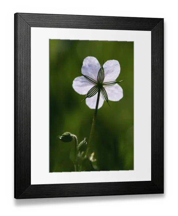 Framed Print : Long beaked storksbill (Erodium gruinum) flower, Akamas Peninsula, Cyprus, May 2009