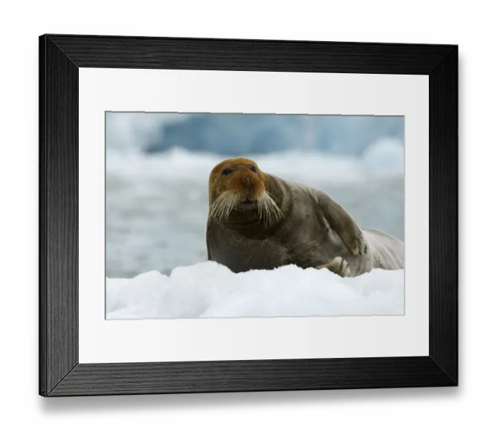 Framed Print : Bearded seal (Erignathus barbatus) portrait, Svalbard, Norway, June 2008 Framed Print : Bearded seal (Erignathus barbatus) portrait, Svalbard, Norway, June 2008