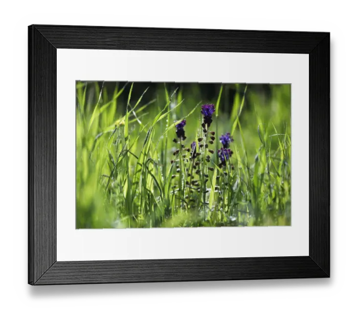 Framed Print : Tassel hyacinths (Muscari comosum) flowering, Akamas Peninsula, Cyprus, May 2009