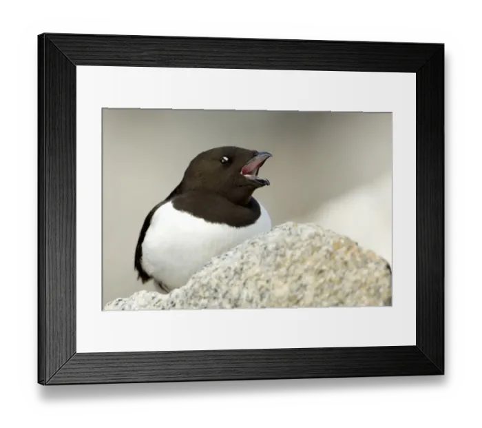 Framed Print : Little auk (Alle alle) calling, Fuglesangen, Svalbard, Norway, June 2008