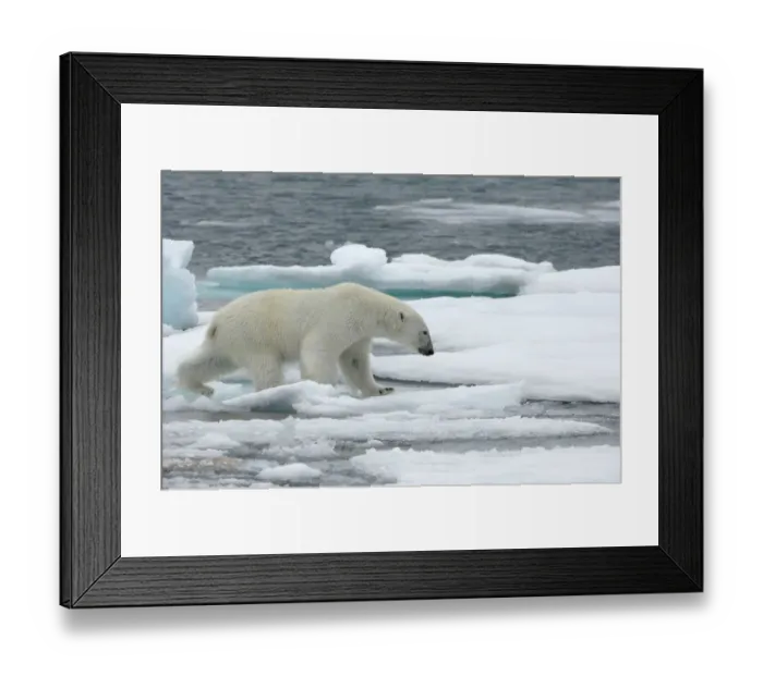 Framed Print : Polar bear (Ursus maritimus) walking over sea ice, Moselbukta, Svalbard, Norway Framed Print : Polar bear (Ursus maritimus) walking over sea ice, Moselbukta, Svalbard, Norway