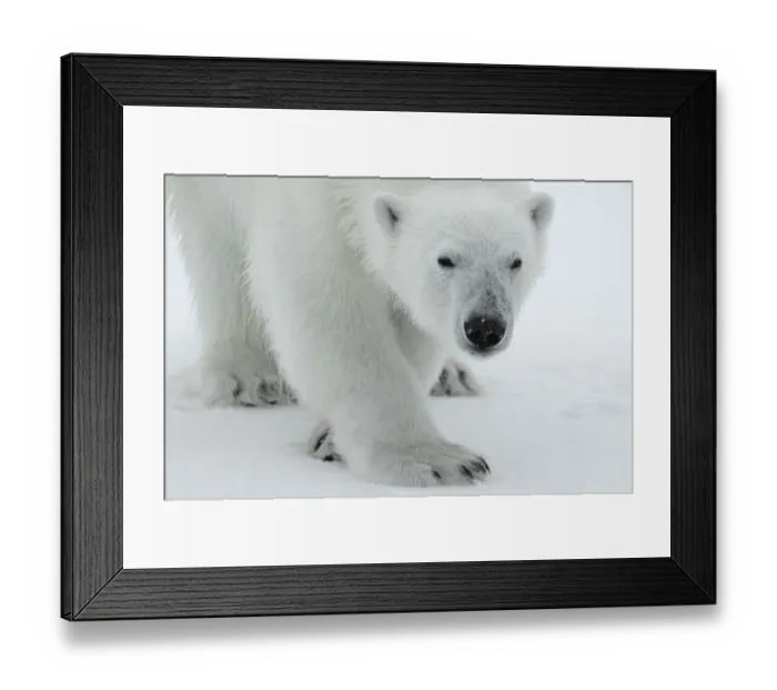 Framed Print : Polar bear (Ursus maritimus) portrait, Svalbard, Norway, July 2008 Framed Print : Polar bear (Ursus maritimus) portrait, Svalbard, Norway, July 2008