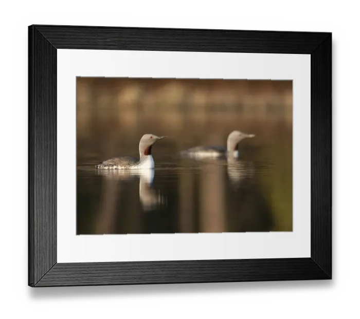 Framed Print : Red throated divers (Gavia stellata) on lake at dawn, Bergslagen, Sweden, April 2009 Framed Print : Red throated divers (Gavia stellata) on lake at dawn, Bergslagen, Sweden, April 2009