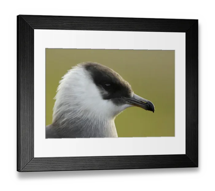 Framed Print : Arctic skua (Stercorarius parasiticus) head portrait, Bjrndalen, Svalbard, Norway Framed Print : Arctic skua (Stercorarius parasiticus) head portrait, Bjrndalen, Svalbard, Norway