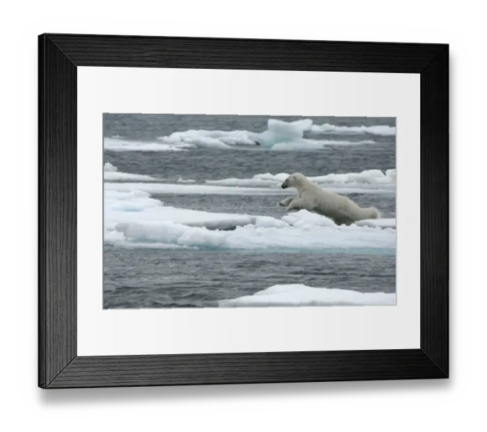 Framed Print : Polar bear (Ursus maritimus) leaping from sea ice, Moselbukta, Svalbard, Norway Framed Print : Polar bear (Ursus maritimus) leaping from sea ice, Moselbukta, Svalbard, Norway