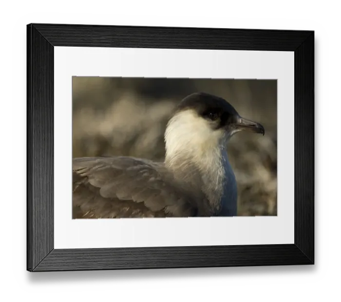 Framed Print : Arctic skua (Stercorarius parasiticus) portrait, Bjrndalen, Svalbard, Norway, July 2008