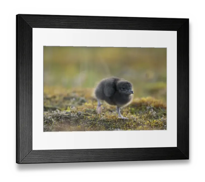 Framed Print : Arctic skua (Stercorarius parasiticus) chick walking, Bjrndalen, Svalbard, Norway Framed Print : Arctic skua (Stercorarius parasiticus) chick walking, Bjrndalen, Svalbard, Norway