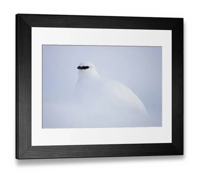 Framed Print : Rock ptarmigan (Lagopus mutus hyperborea) in snow, Spitsbergen, Svalbard, March 2009 Framed Print : Rock ptarmigan (Lagopus mutus hyperborea) in snow, Spitsbergen, Svalbard, March 2009