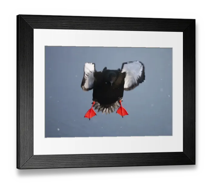 Framed Print : Black guillemot (Cepphus grylle) in flight over water, Spitsbergen, Svalbard, March 2009 Framed Print : Black guillemot (Cepphus grylle) in flight over water, Spitsbergen, Svalbard, March 2009