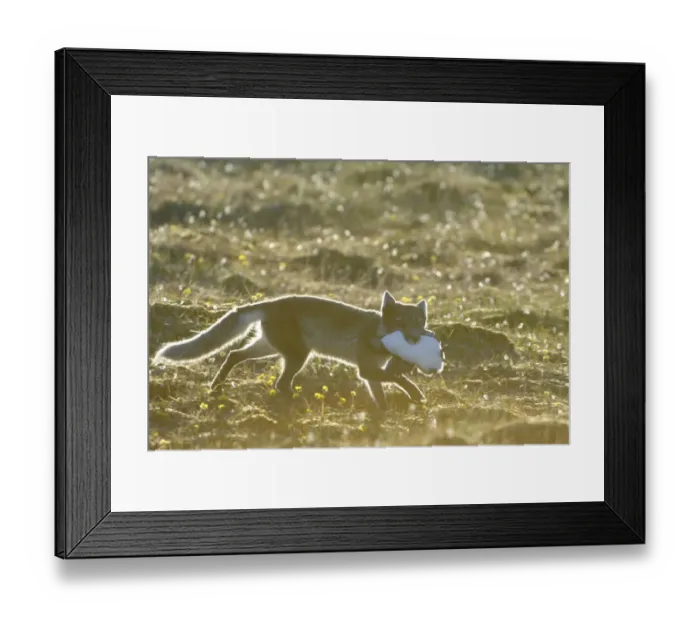Framed Print : Arctic fox (Alopex lagopus) with Common guillemot (Uria aalge) prey, Alkehornet, Svalbard Framed Print : Arctic fox (Alopex lagopus) with Common guillemot (Uria aalge) prey, Alkehornet, Svalbard