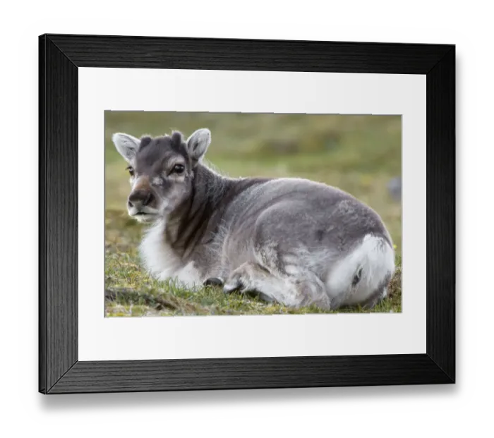 Framed Print : Young Svalbard reindeer (Fratercula arctica) lying on ground, Svalbard, Norway, July 2008 Framed Print : Young Svalbard reindeer (Fratercula arctica) lying on ground, Svalbard, Norway, July 2008