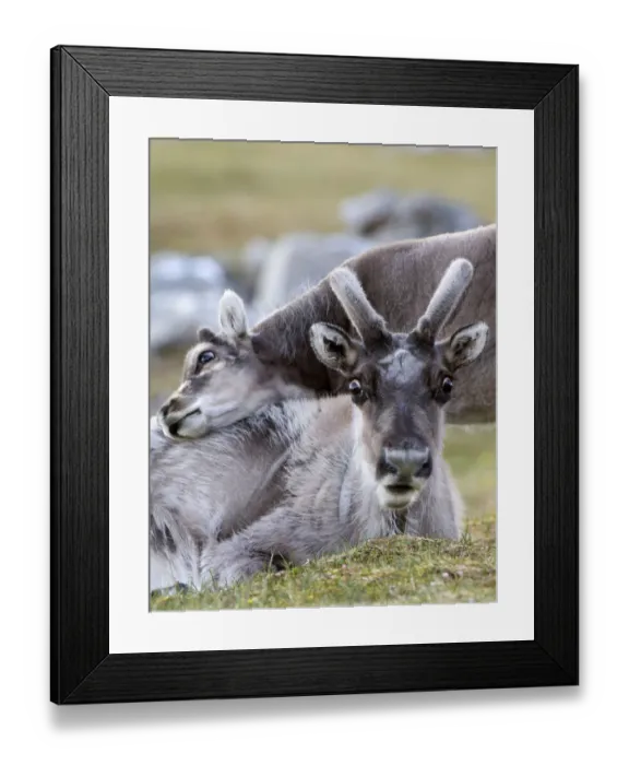 Framed Print : Young Svalbard reindeer (Rangifer tarandus platyrhynchus) rubbing its head on adults back Framed Print : Young Svalbard reindeer (Rangifer tarandus platyrhynchus) rubbing its head on adults back