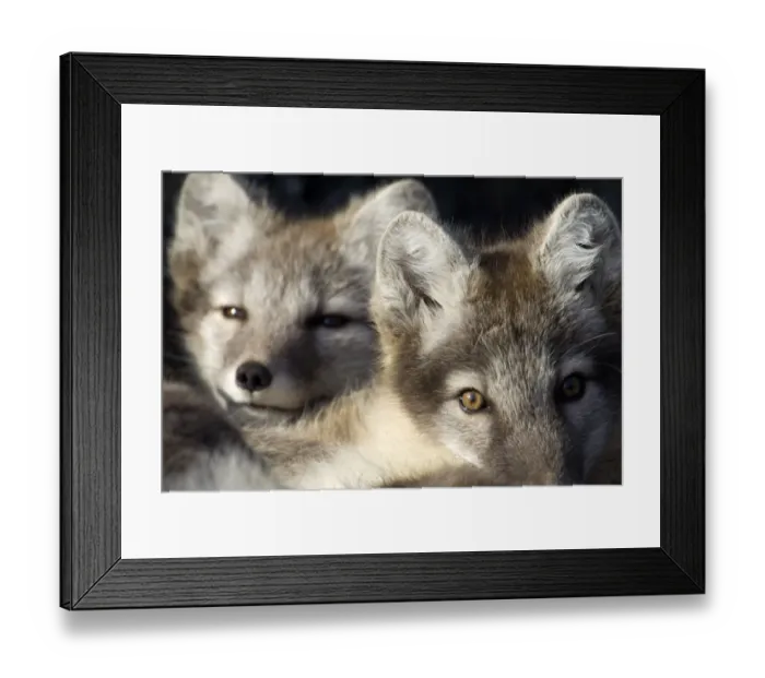 Framed Print : Two Arctic foxes (Alopex lagopus) Trygghamna, Svalbard, Norway, July 2008 Framed Print : Two Arctic foxes (Alopex lagopus) Trygghamna, Svalbard, Norway, July 2008