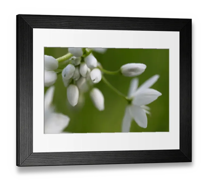 Framed Print : Naples garlic (Allium neapolitanum) flower buds, Akamas peninsula, Cyprus, May 2009 Framed Print : Naples garlic (Allium neapolitanum) flower buds, Akamas peninsula, Cyprus, May 2009