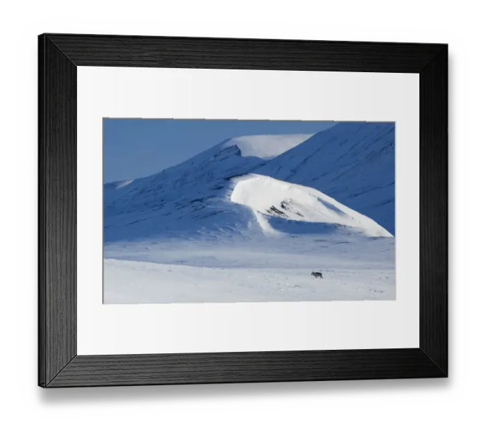 Framed Print : Svalbard reindeer (Rangifer tarandus platyrhynchus) walking through snow, Spitsbergen Framed Print : Svalbard reindeer (Rangifer tarandus platyrhynchus) walking through snow, Spitsbergen