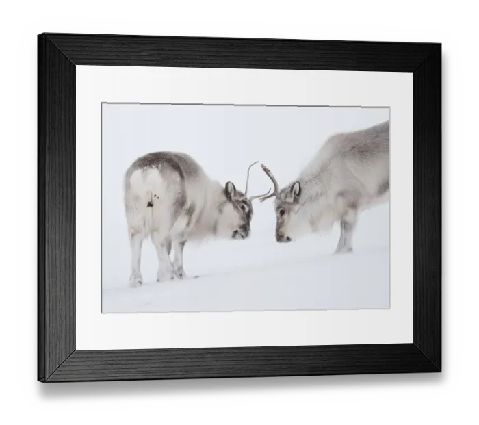 Framed Print : Two Svalbard reindeer (Rangifer tarandus platyrhynchus) interacting, Spitsbergen Framed Print : Two Svalbard reindeer (Rangifer tarandus platyrhynchus) interacting, Spitsbergen