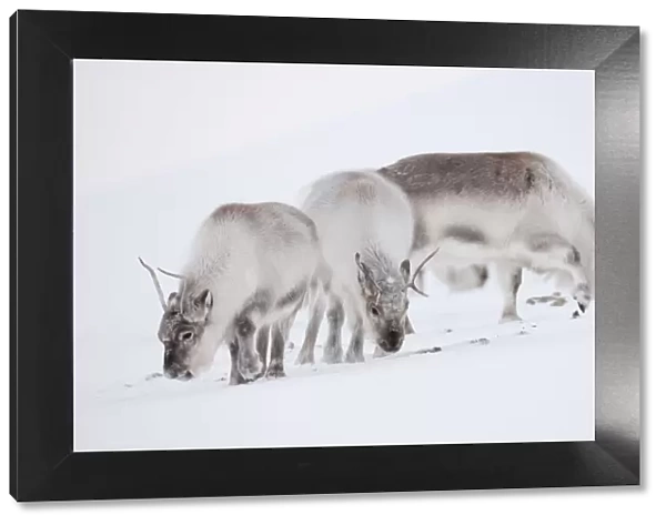 Three Svalbard reindeer (Rangifer tarandus platyrhynchus) grazing, Spitsbergen, Svalbard