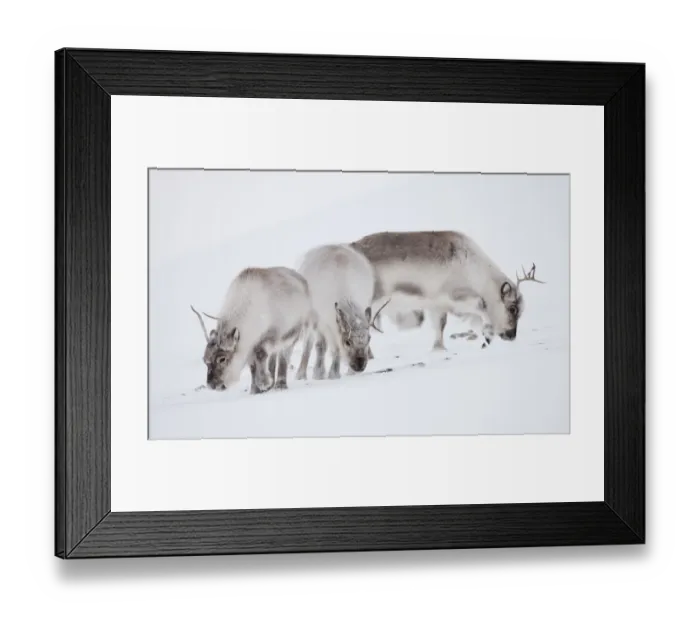 Framed Print : Three Svalbard reindeer (Rangifer tarandus platyrhynchus) grazing, Spitsbergen, Svalbard Framed Print : Three Svalbard reindeer (Rangifer tarandus platyrhynchus) grazing, Spitsbergen, Svalbard