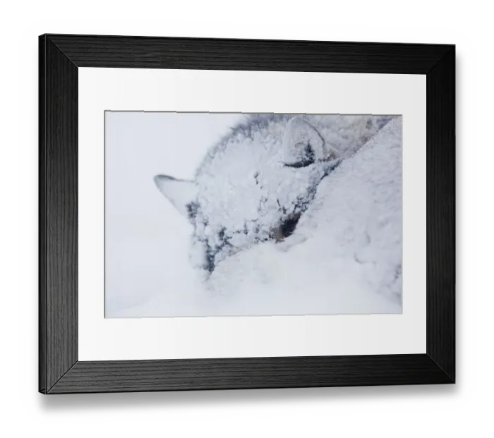 Framed Print : Sled dog (Canis familiaris) sleeping in snow, Spitsbergen, Svalbard, March 2009 Framed Print : Sled dog (Canis familiaris) sleeping in snow, Spitsbergen, Svalbard, March 2009