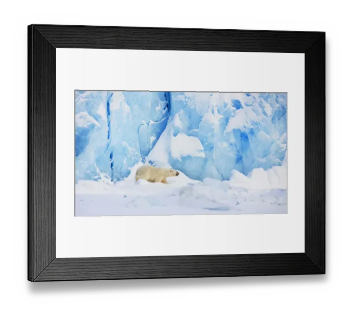 Framed Print : Polar bear (Ursus maritimus) in front of glacier, Spitsbergen, Svalbard, March 2009