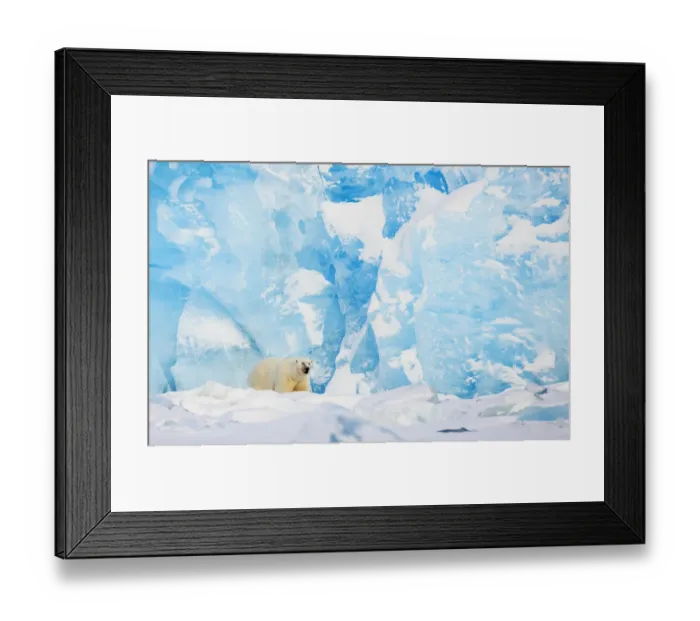 Framed Print : Polar bear (Ursus maritimus) in front of glacier, Spitsbergen, Svalbard, March 2009 Framed Print : Polar bear (Ursus maritimus) in front of glacier, Spitsbergen, Svalbard, March 2009