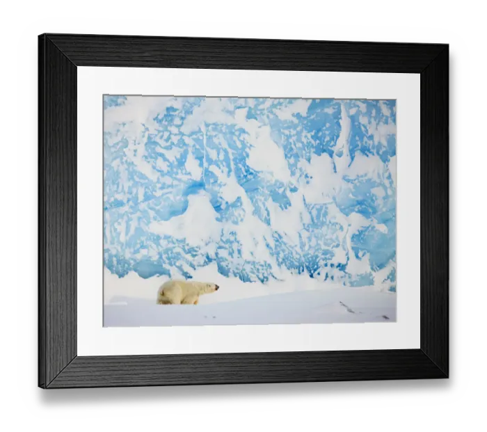 Framed Print : Polar bear (Ursus maritimus) in front of glacier, Spitsbergen, Svalbard, March 2009 Framed Print : Polar bear (Ursus maritimus) in front of glacier, Spitsbergen, Svalbard, March 2009