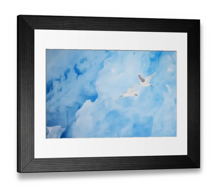 Framed Print : Two Glaucous gulls (Larus hyperboreus) flying past a glacier, Spitsbergen, Svalbard Framed Print : Two Glaucous gulls (Larus hyperboreus) flying past a glacier, Spitsbergen, Svalbard