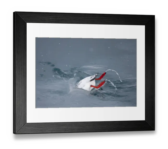 Framed Print : Black guillemot (Cepphus grylle) diving into water, Spitsbergen, Svalbard, March 2009