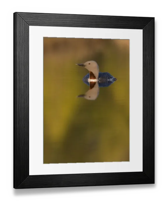 Framed Print : Red throated diver (Gavia stellata) on water, in breeding plumage, Bergslagen, Sweden Framed Print : Red throated diver (Gavia stellata) on water, in breeding plumage, Bergslagen, Sweden