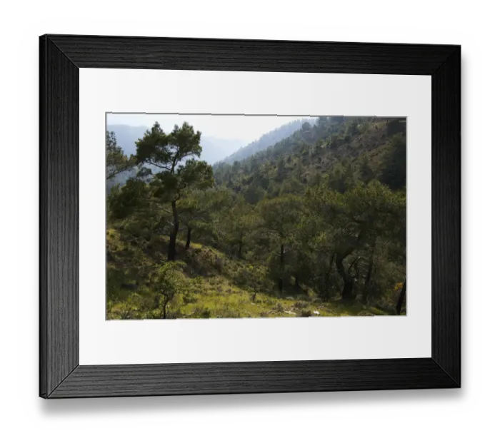 Framed Print : European black pine forest (Pinus nigra) Trodoos mountains, Cyprus, May 2009 Framed Print : European black pine forest (Pinus nigra) Trodoos mountains, Cyprus, May 2009