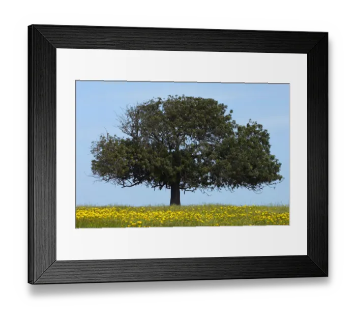 Framed Print : Carob tree / St. Johns bread (Ceratonia siliqua) in meadow, Lachi, Cyprus, May 2009 Framed Print : Carob tree / St. Johns bread (Ceratonia siliqua) in meadow, Lachi, Cyprus, May 2009