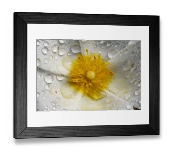 Framed Print : Sage leaved cistus (Cistus salvifolius) close-up of flower covered in raindrops, Crete