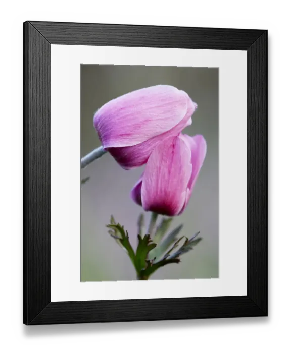 Framed Print : Two Poppy anemone (Anemone coronaria) flowers, Omalos, Crete, Greece, April 2009 Framed Print : Two Poppy anemone (Anemone coronaria) flowers, Omalos, Crete, Greece, April 2009