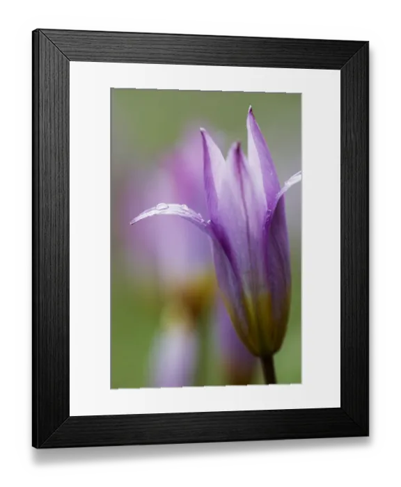 Framed Print : Tulip (Tulipa bakeri) flower, Omalos, Crete, Greece, April 2009