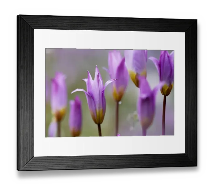 Framed Print : Flowering Tulips (Tulipa bakeri) Omalos, Crete, Greece, April 2009 Framed Print : Flowering Tulips (Tulipa bakeri) Omalos, Crete, Greece, April 2009