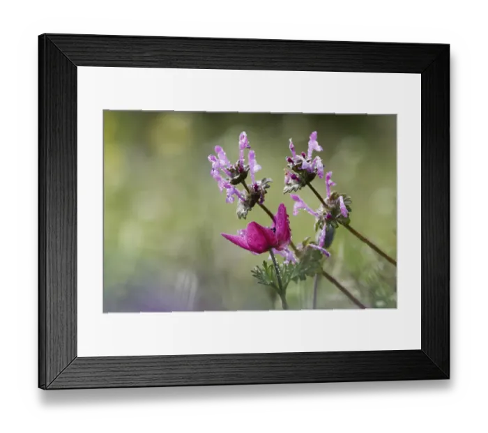Framed Print : Flowering Henbit deadnettle (Lamium amplexicaule) and Poppy anemone (Anemone coronaria) Framed Print : Flowering Henbit deadnettle (Lamium amplexicaule) and Poppy anemone (Anemone coronaria)