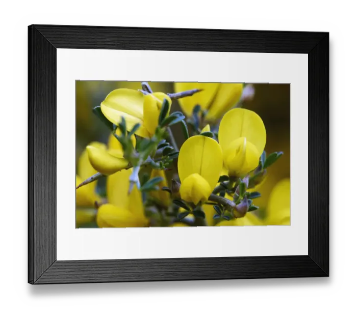 Framed Print : Spiny broom (Calicotome villosa) flowers, Omalos, Crete, Greece, April 2009 Framed Print : Spiny broom (Calicotome villosa) flowers, Omalos, Crete, Greece, April 2009