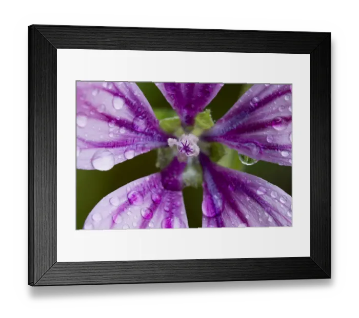 Framed Print : Common mallow (Malva sylvestris) flower covered in raindrops, Kandanos, Crete, Greece