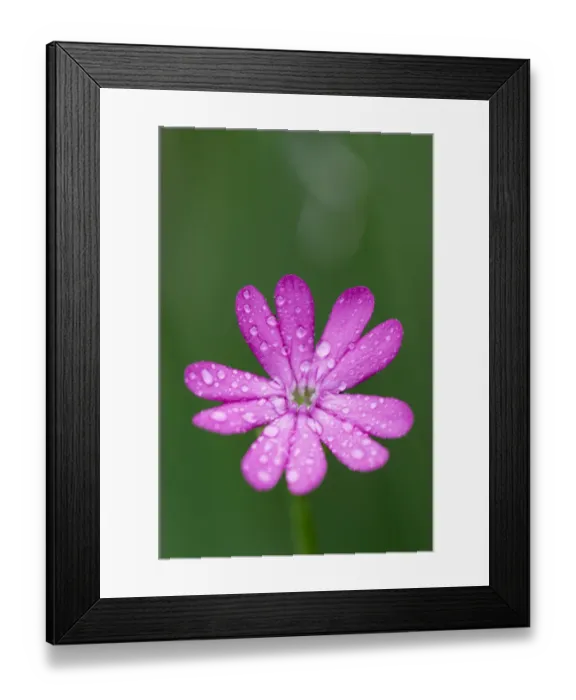 Framed Print : (Silene cretica) flower covered in raindrops, Crete, Greece, April 2009 Framed Print : (Silene cretica) flower covered in raindrops, Crete, Greece, April 2009