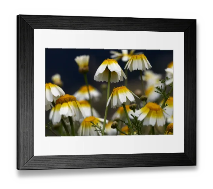 Framed Print : Crown daisy (Glebionis coronarium) flowers, Crete, Greece, April 2009 Framed Print : Crown daisy (Glebionis coronarium) flowers, Crete, Greece, April 2009