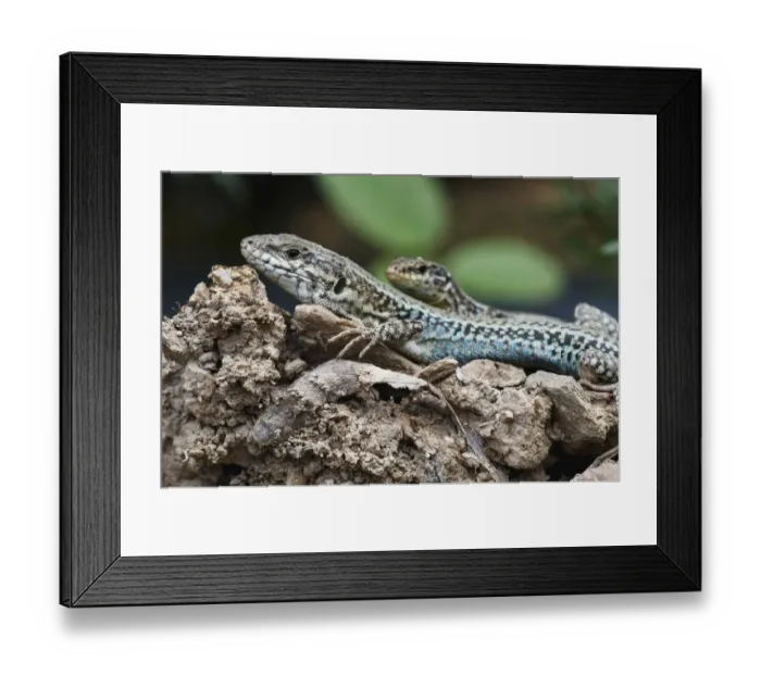Framed Print : Two Erhards wall lizards (Podarcis erhardii) Crete, Greece, April 2009 Framed Print : Two Erhards wall lizards (Podarcis erhardii) Crete, Greece, April 2009