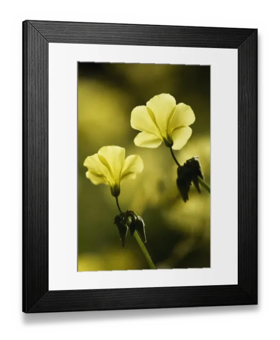 Framed Print : Bermuda buttercup (Oxalis pes caprae) flowers, Akamas peninsula, Cyprus, May 2009 Framed Print : Bermuda buttercup (Oxalis pes caprae) flowers, Akamas peninsula, Cyprus, May 2009