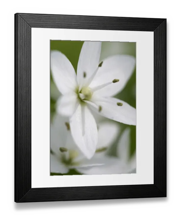 Framed Print : Naples garlic (Allium neapolitanum) flower, Akamas peninsula, Cyprus, May 2009 Framed Print : Naples garlic (Allium neapolitanum) flower, Akamas peninsula, Cyprus, May 2009