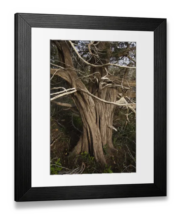 Framed Print : Mediterranean cypress (Cupressus sempervirens) tree trunk, Akamas Peninsula, Cyprus Framed Print : Mediterranean cypress (Cupressus sempervirens) tree trunk, Akamas Peninsula, Cyprus