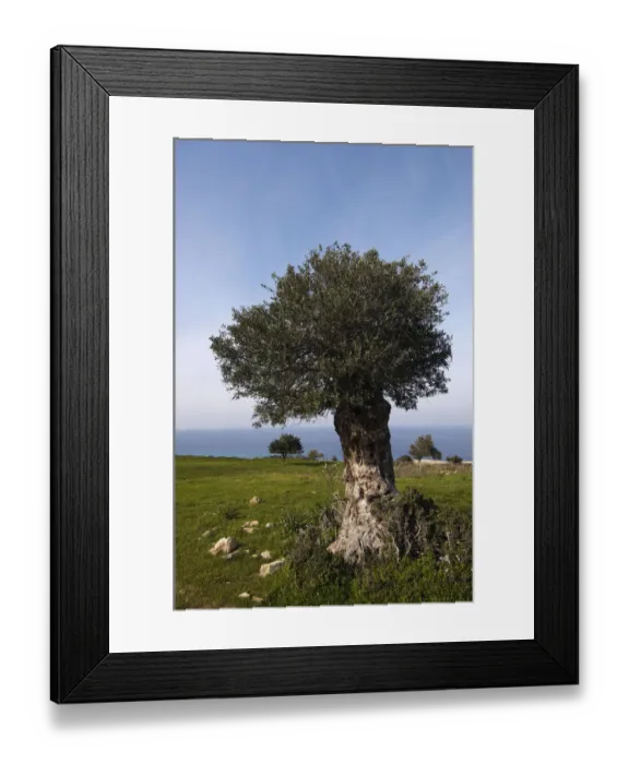 Framed Print : An old Olive tree (Olea europaea) Akamas Peninsula, Cyprus, May 2009 Framed Print : An old Olive tree (Olea europaea) Akamas Peninsula, Cyprus, May 2009