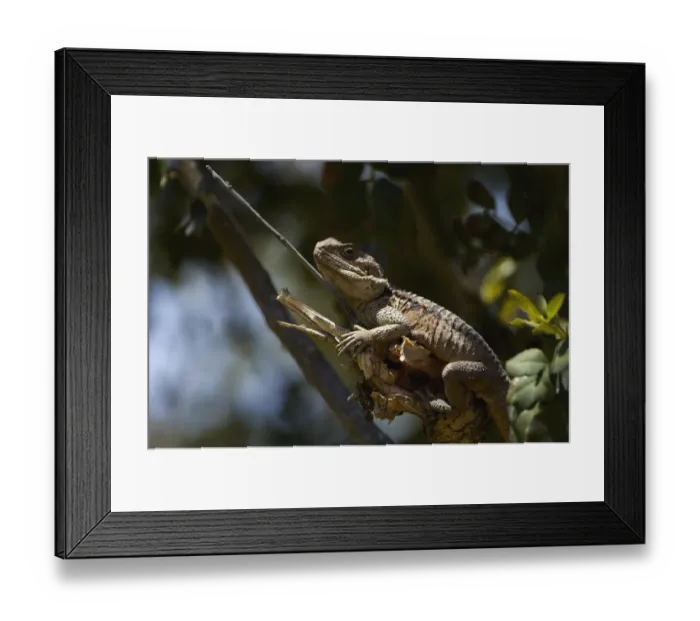 Framed Print : Roughtail rock agama / Stellion (Agama stellio) on branch, Akamas Peninsula, Cyprus Framed Print : Roughtail rock agama / Stellion (Agama stellio) on branch, Akamas Peninsula, Cyprus