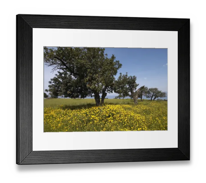 Framed Print : Carob trees  /  St Johns bread (Ceratonia siliqua) in a meadow, Akamas Peninsula
