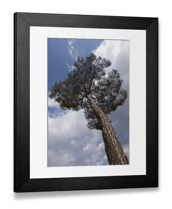 Framed Print : European black pine (Pinus nigra) Trodoos mountains, Cyprus, May 2009 Framed Print : European black pine (Pinus nigra) Trodoos mountains, Cyprus, May 2009